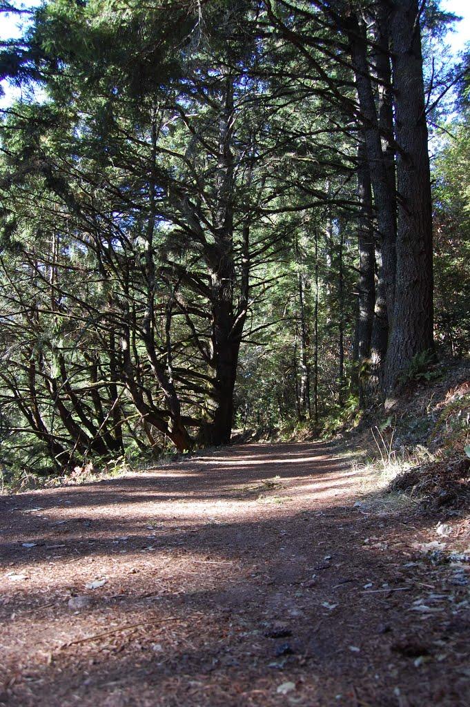 A sun-dappled dirt path winds through a dense, tall forest.