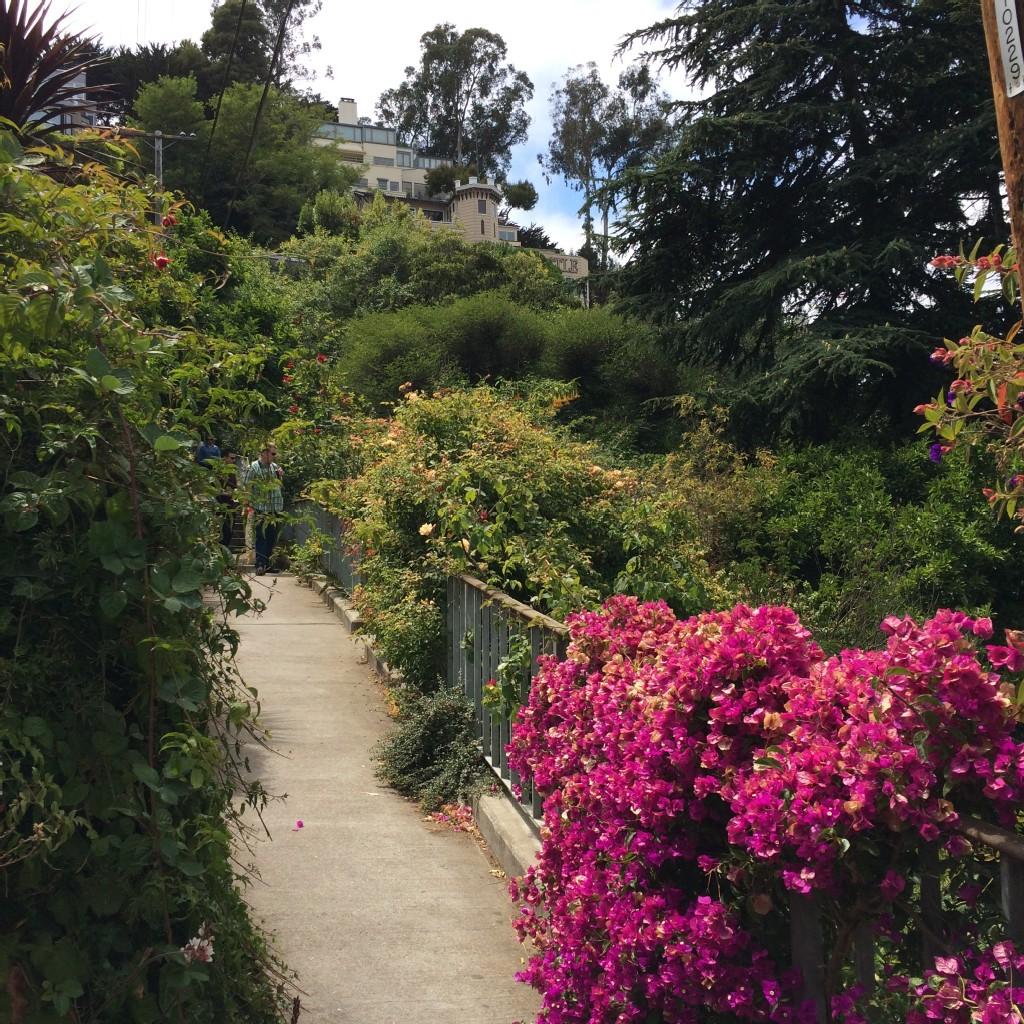 A winding concrete path lined with lush green plants and vibrant pink flowers.
