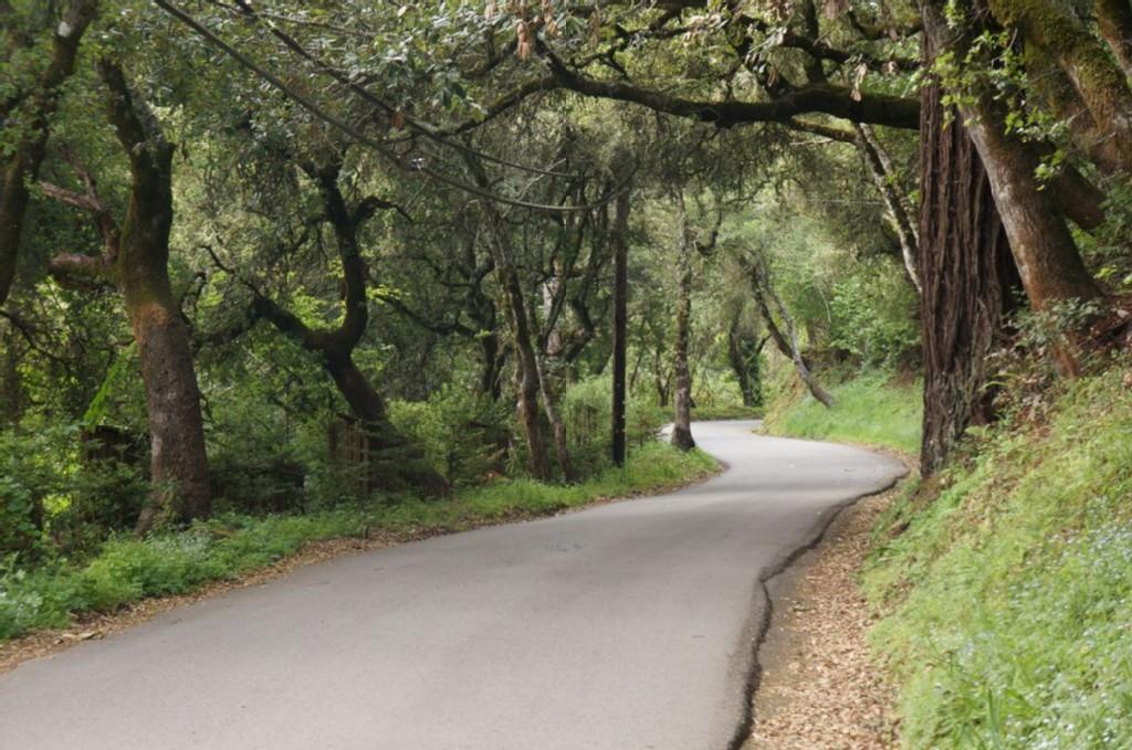 Curving paved road through a lush, green forest with arching trees.