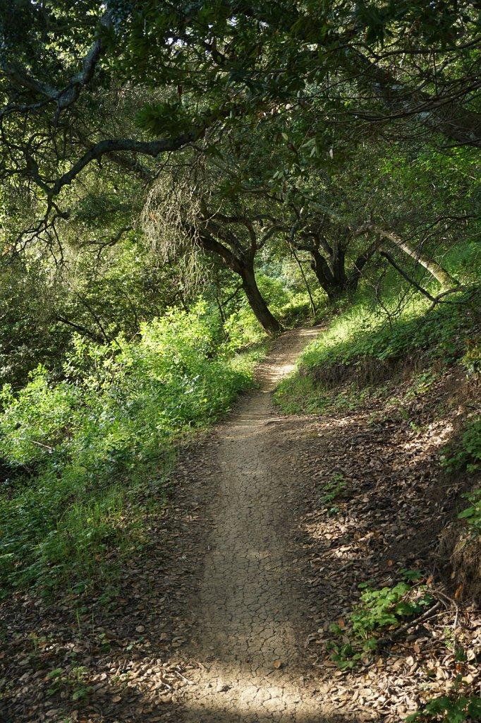A shaded dirt path winds through a lush green forest with dappled sunlight.