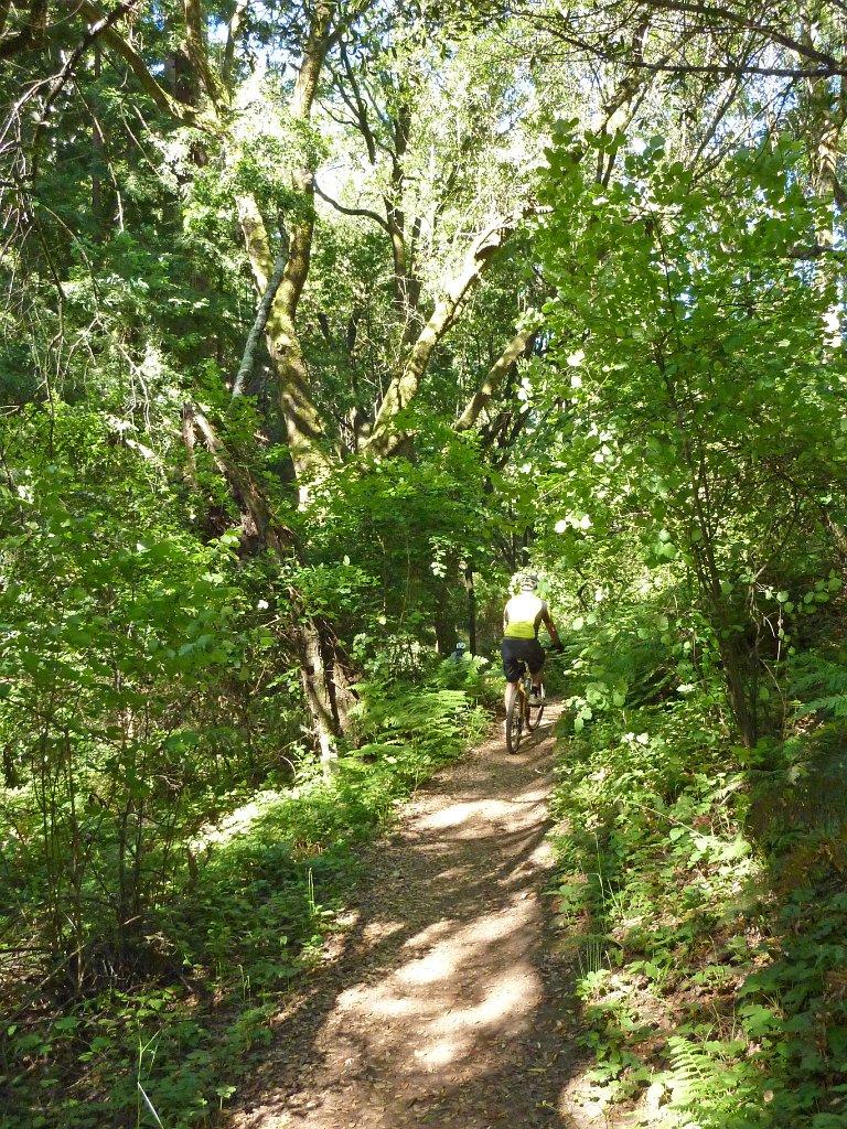 Mountain biker on a sun-dappled dirt trail through a dense green forest.