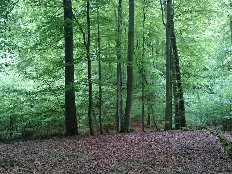 La hêtraie de Sehrran, inscrite au patrimoine naturel mondial