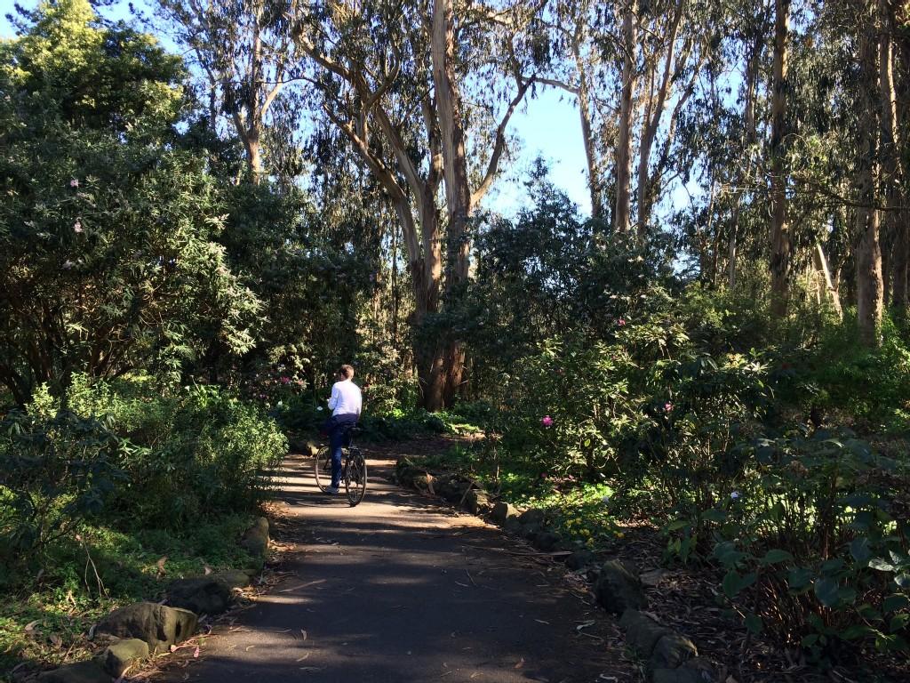 Person cycling on a paved path through a dense, sunlit forest.