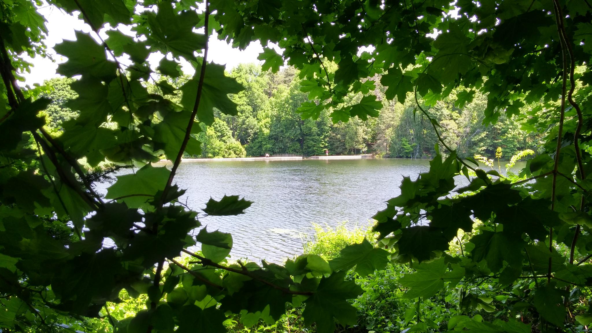 A serene lake viewed through a frame of vibrant green leaves on a sunny day.
