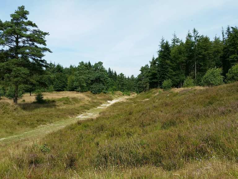 Langenberger Forst: Wanderungen und Rundwege | komoot