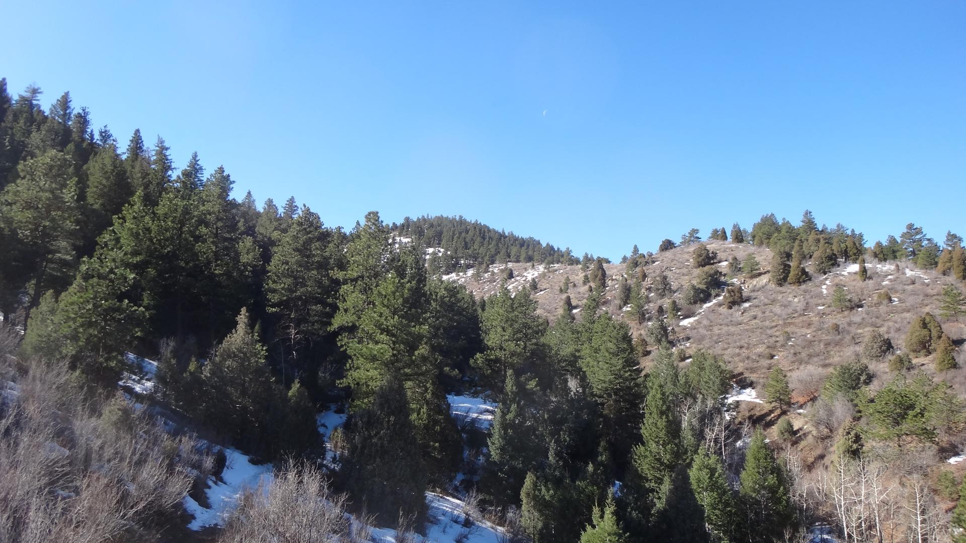 Pine trees and sparse snow cover rolling hills under a clear blue sky.