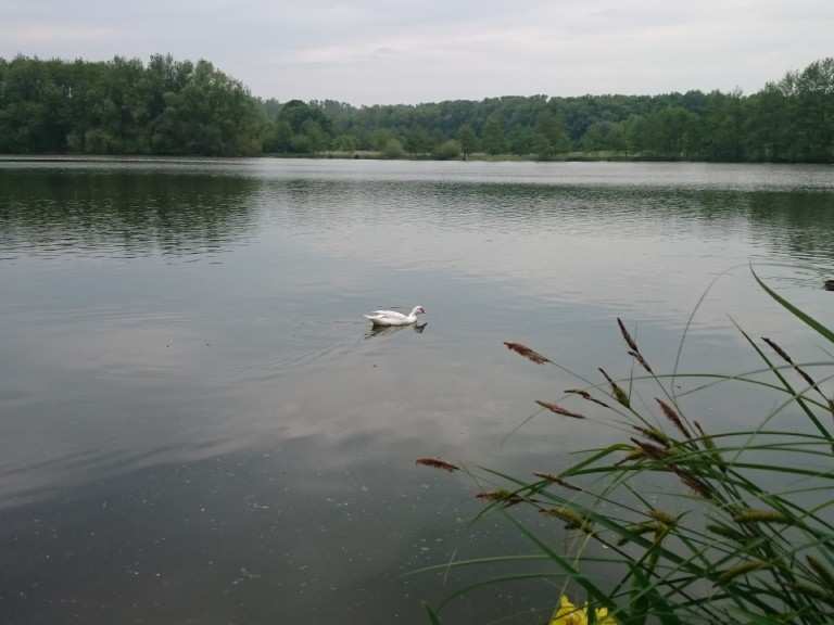 Leveringhäuser Vogelteich / NSG Leveringhäuser Teich (Waltrop