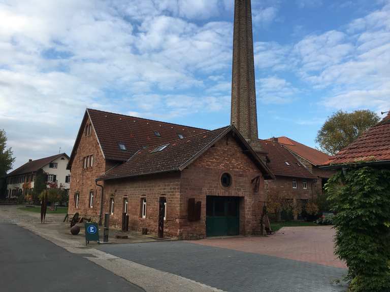 Reinheimer Teiche Rheinheimer Teich Runde von Altheim (Hess