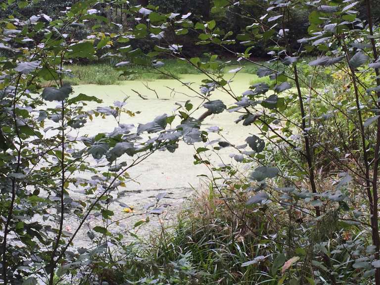 Sieben Teiche Routes for Walking and Hiking Komoot
