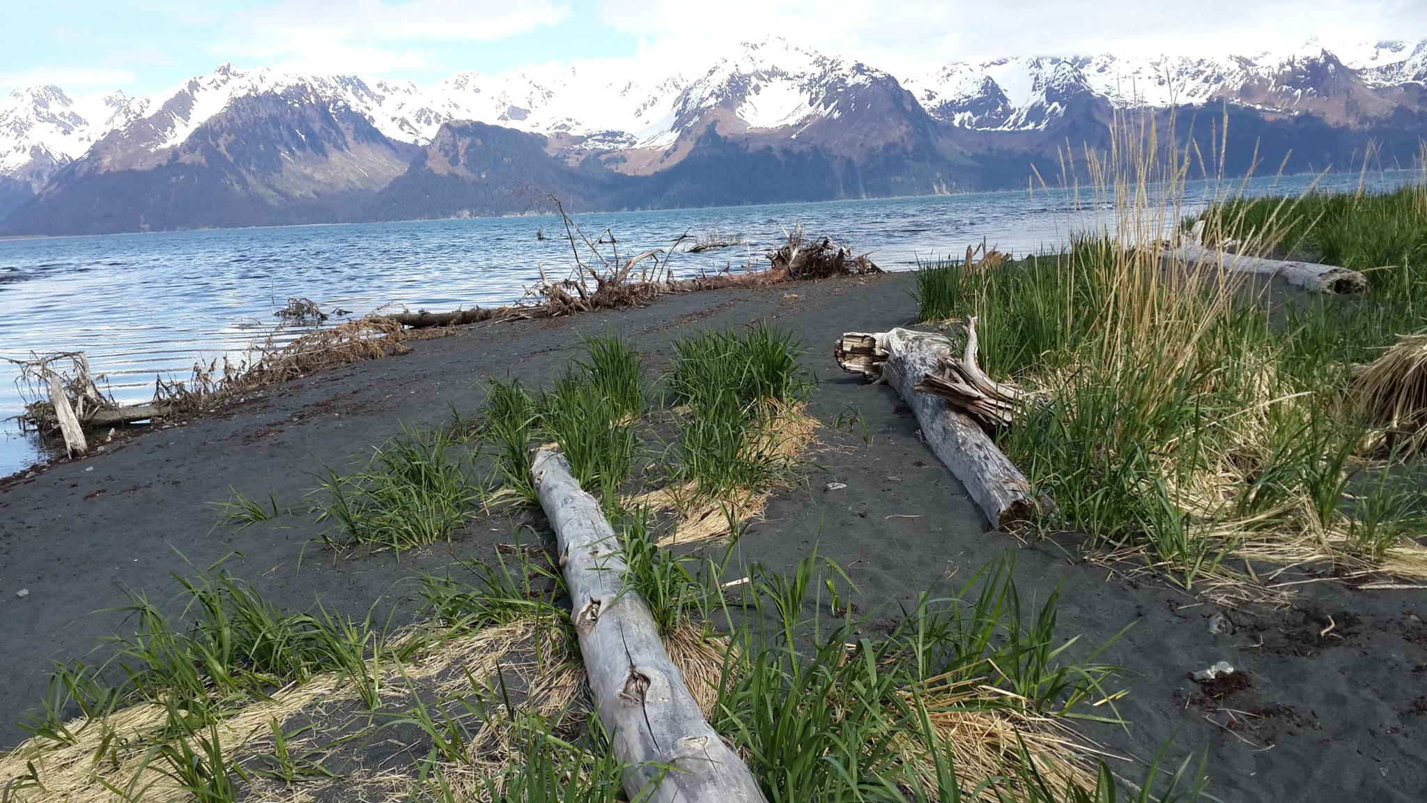 Driftwood and grass on a shoreline with water and snow-capped mountains.