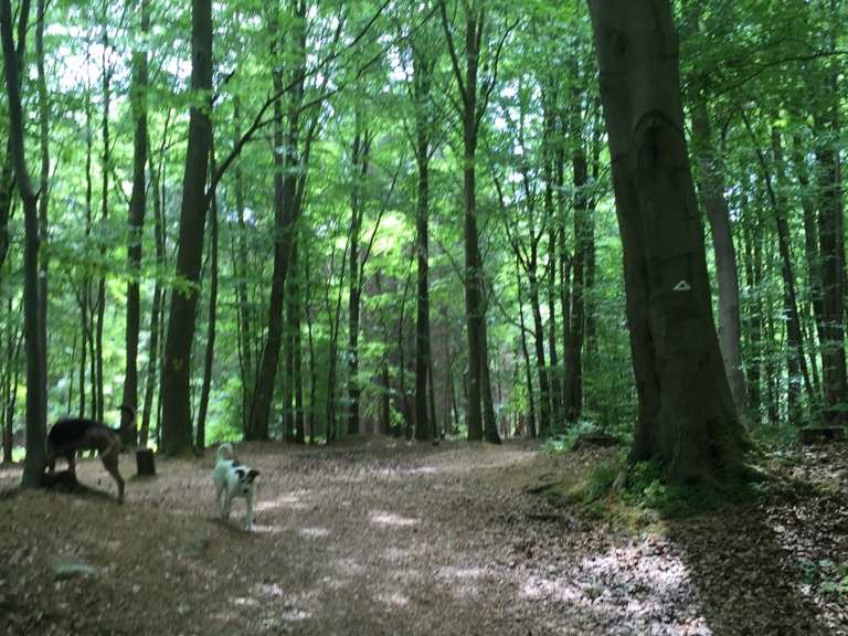 Kassel - Erlenloch im Habichtswald: Wanderungen und Rundwege | komoot