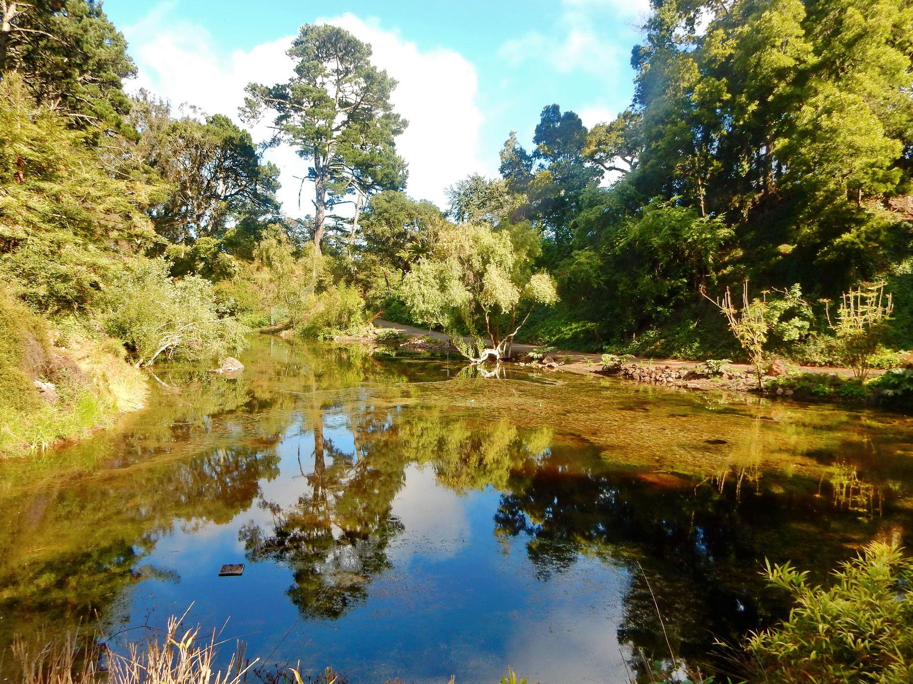 A calm pond reflecting trees and sky, surrounded by dense green foliage.