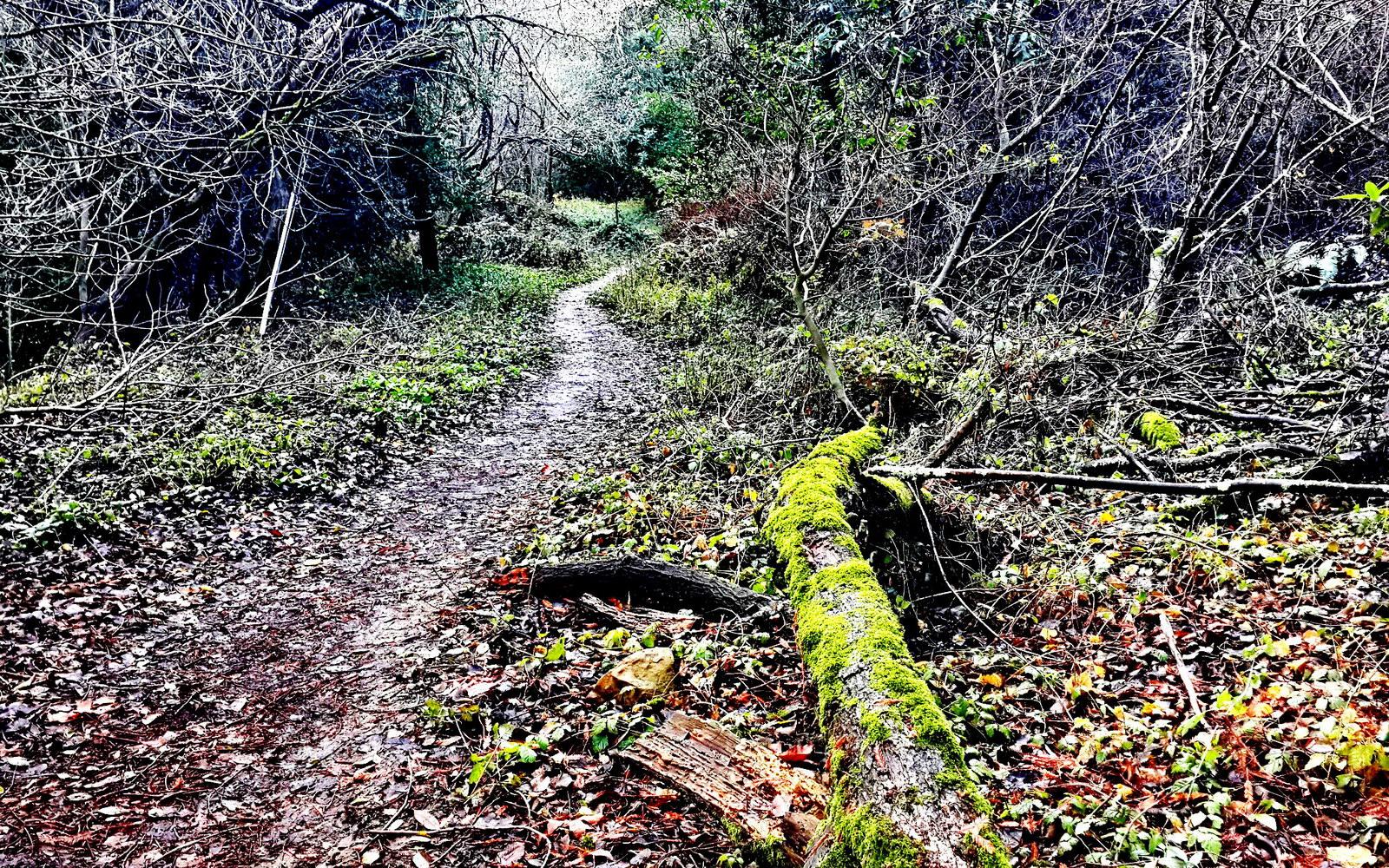 Narrow dirt path through a dense, overgrown forest with a mossy log.