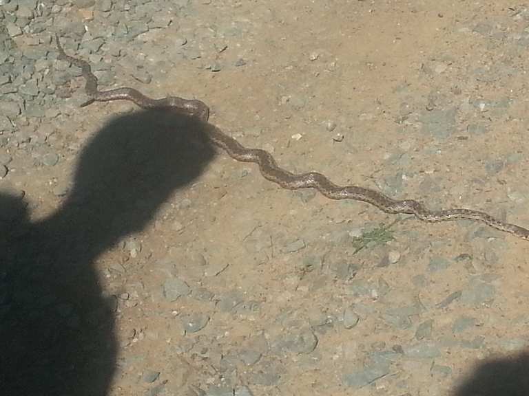 Mt Tam Watershed East Loop Phoenix Lake Lake Lagunitas Eldridge Grade Indian Fire Road 🚵