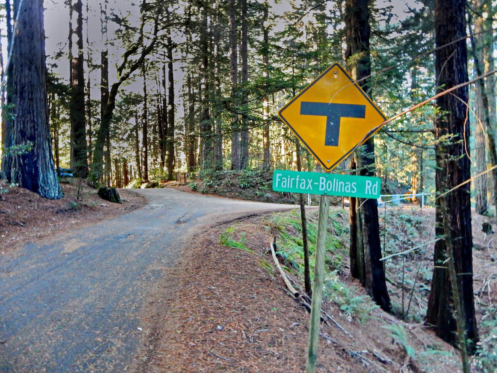 Winding paved road through dense forest with a yellow intersection sign.