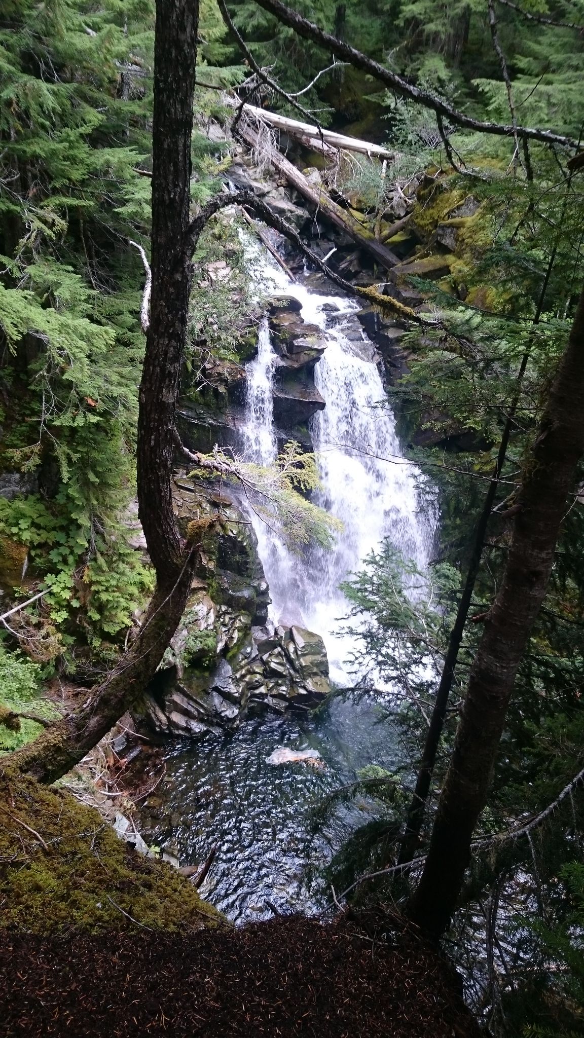 A multi-tiered waterfall cascades down mossy rocks in a dense, green forest. - Carter and Madcap Falls via Wonderland Trail
