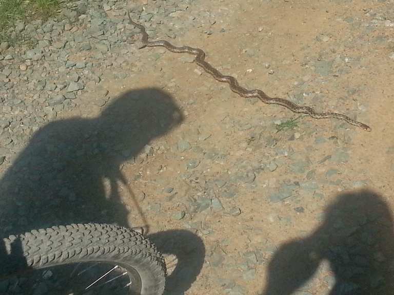 Mt Tam Watershed East Loop Phoenix Lake Lake Lagunitas Eldridge Grade Indian Fire Road 🚵