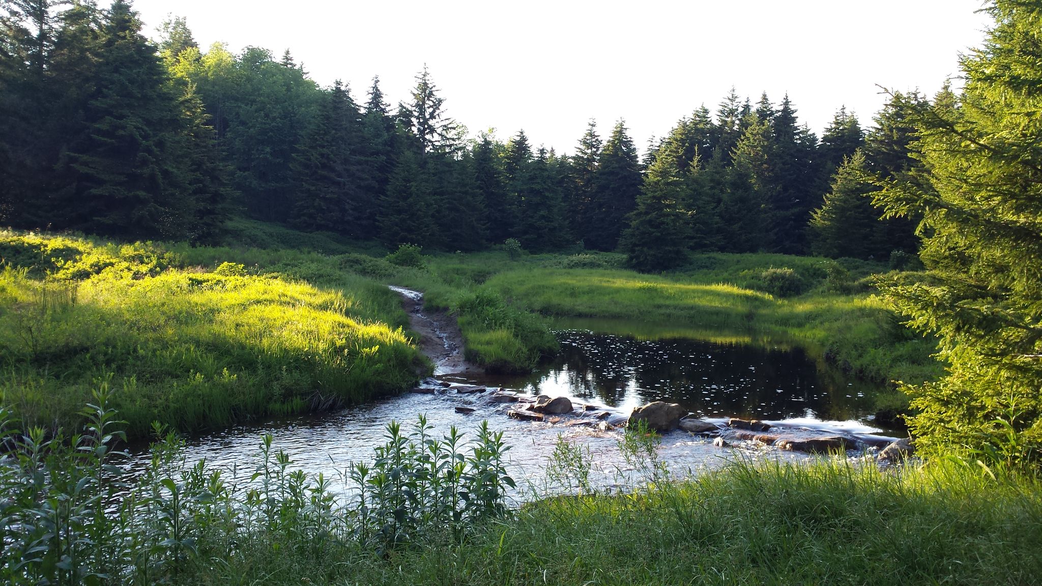 A sunlit stream flows through a lush green meadow bordered by evergreen trees. - Blackbird Knob Loop