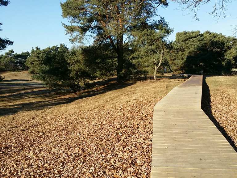 Schwanheimer Düne - Hessen, Deutschland | Wandertipps & Fotos | Komoot