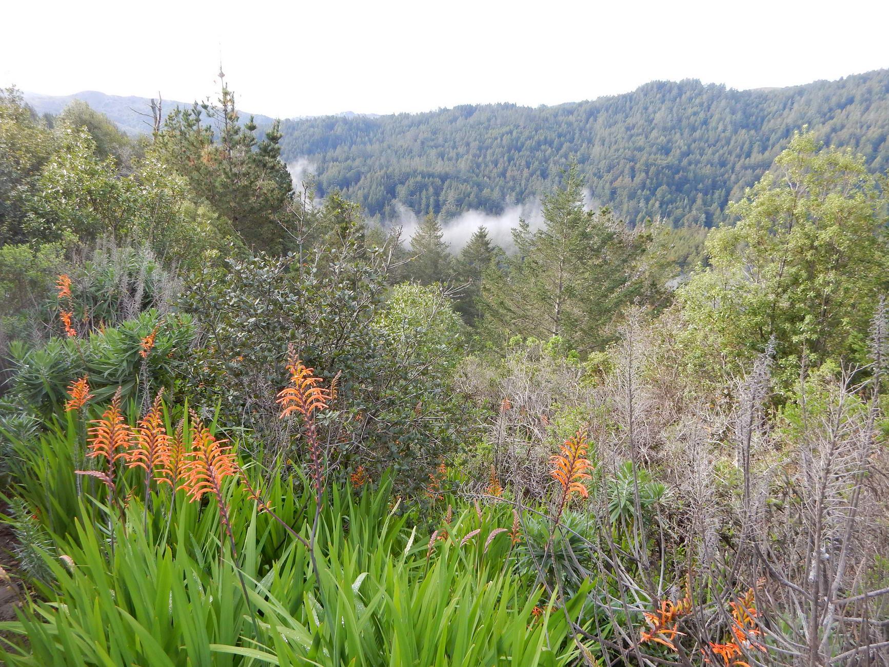 Vibrant orange flowers in foreground, misty forested hills under overcast sky.