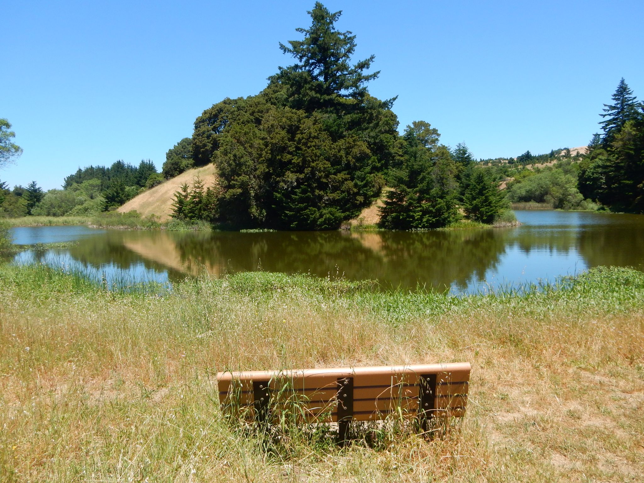 A sunny view of a lake with a wooded island and a wooden bench. - Peters Creek Trail – Tree Farm Trail loop from Los Trancos Woods