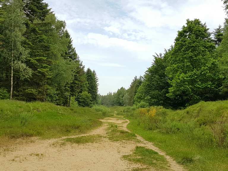 Langenberger Forst - Leck, Nordfriesland | Wanderweg | Komoot