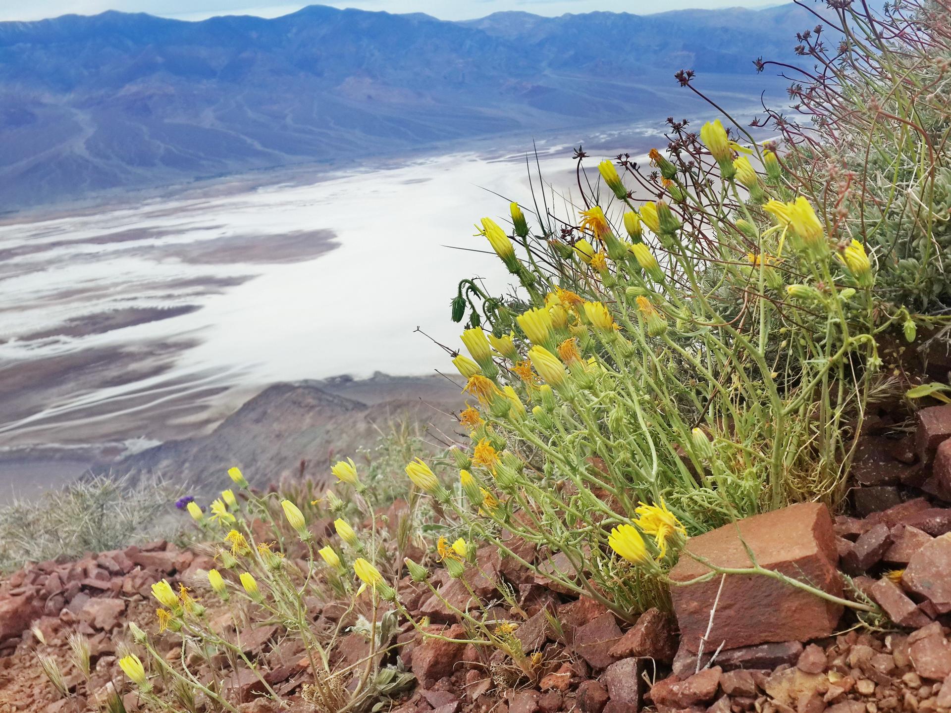Bright yellow wildflowers in the foreground overlooking a desert valley and mountains.