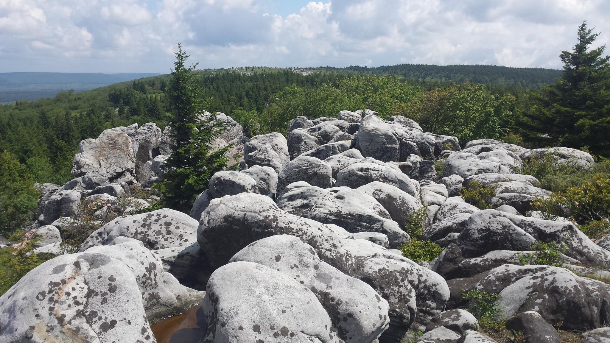 Close-up of numerous large, light-colored boulders on a sunny hillside.