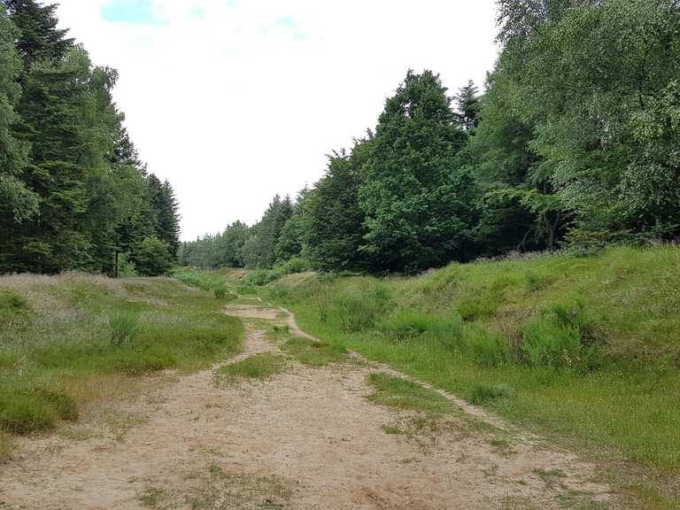 Langenberger Forst: Wanderungen und Rundwege | komoot