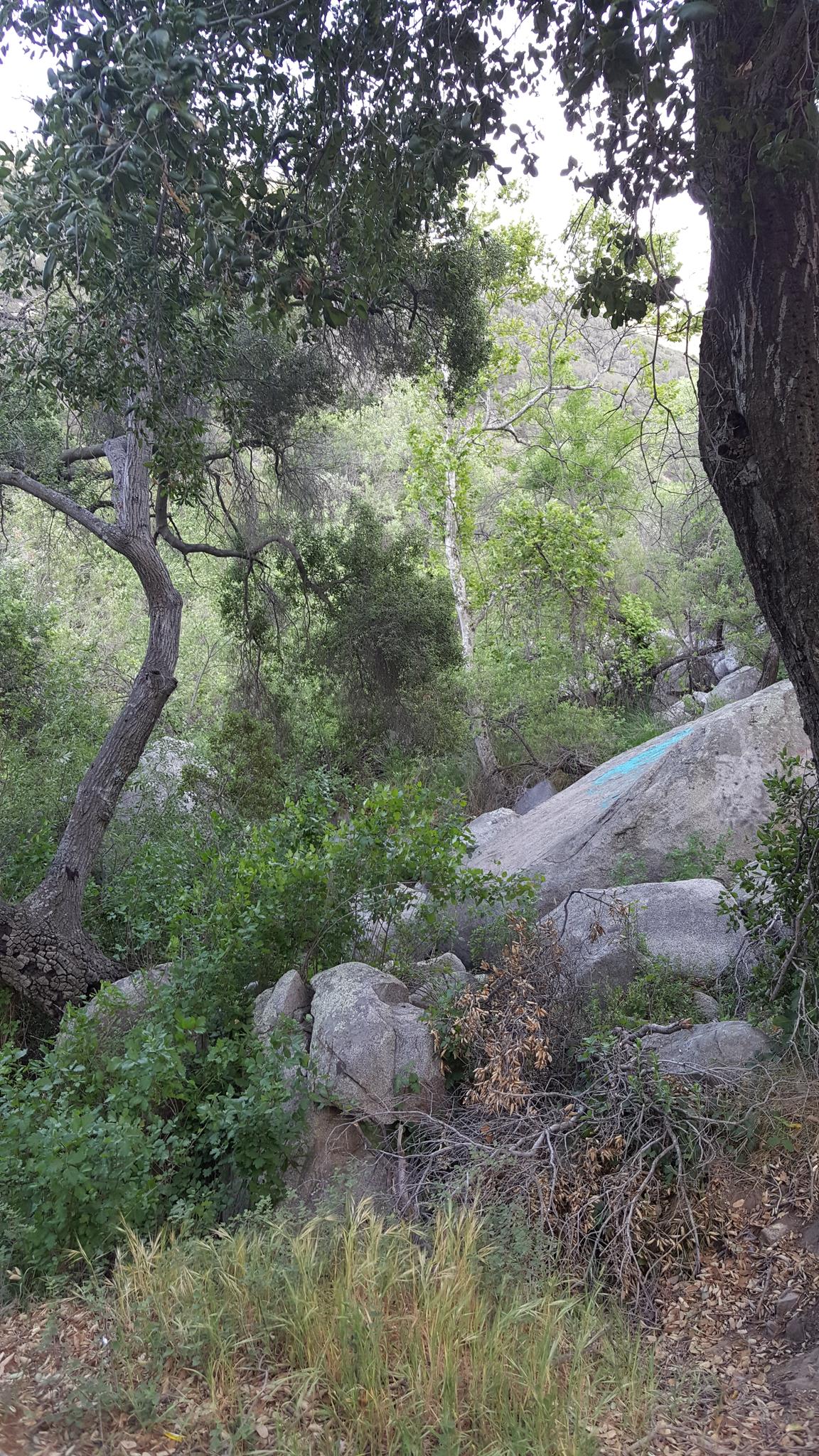 Rocky, overgrown hillside with dense trees, bushes, and large boulders under natural light.