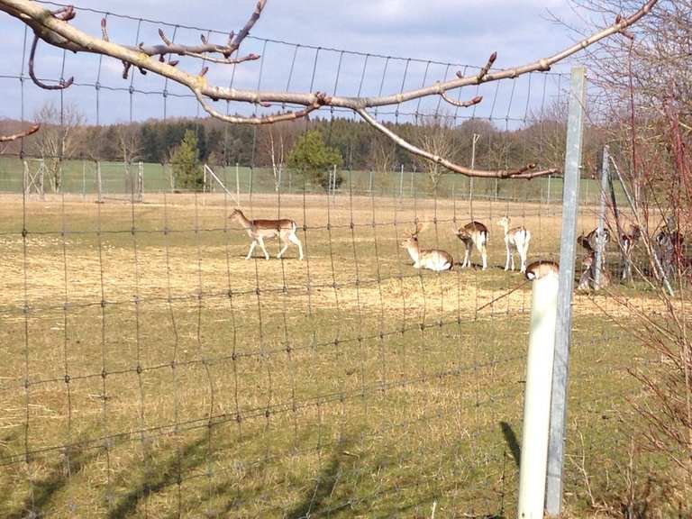 Dammwild Gehege Wildgehege Runde von Tomerdingen