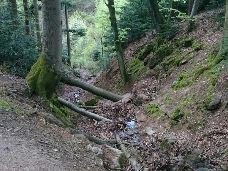 Massendorfer Schlucht: Wanderungen und Rundwege | komoot