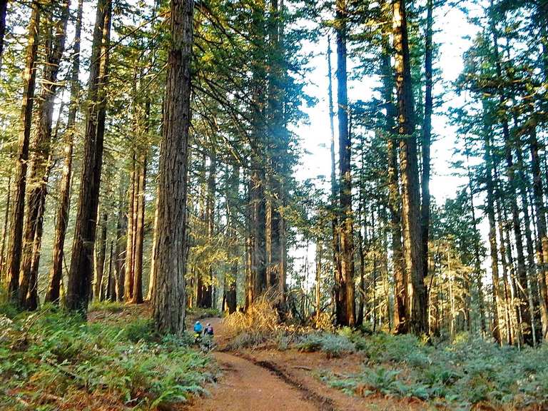 Bolinas Ridge Trail 🚵 Mountain Bike Trails & Tracks Komoot