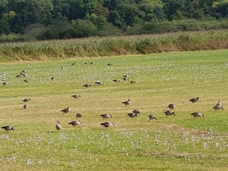 Reinheimer Teiche Wanderungen und Rundwege komoot