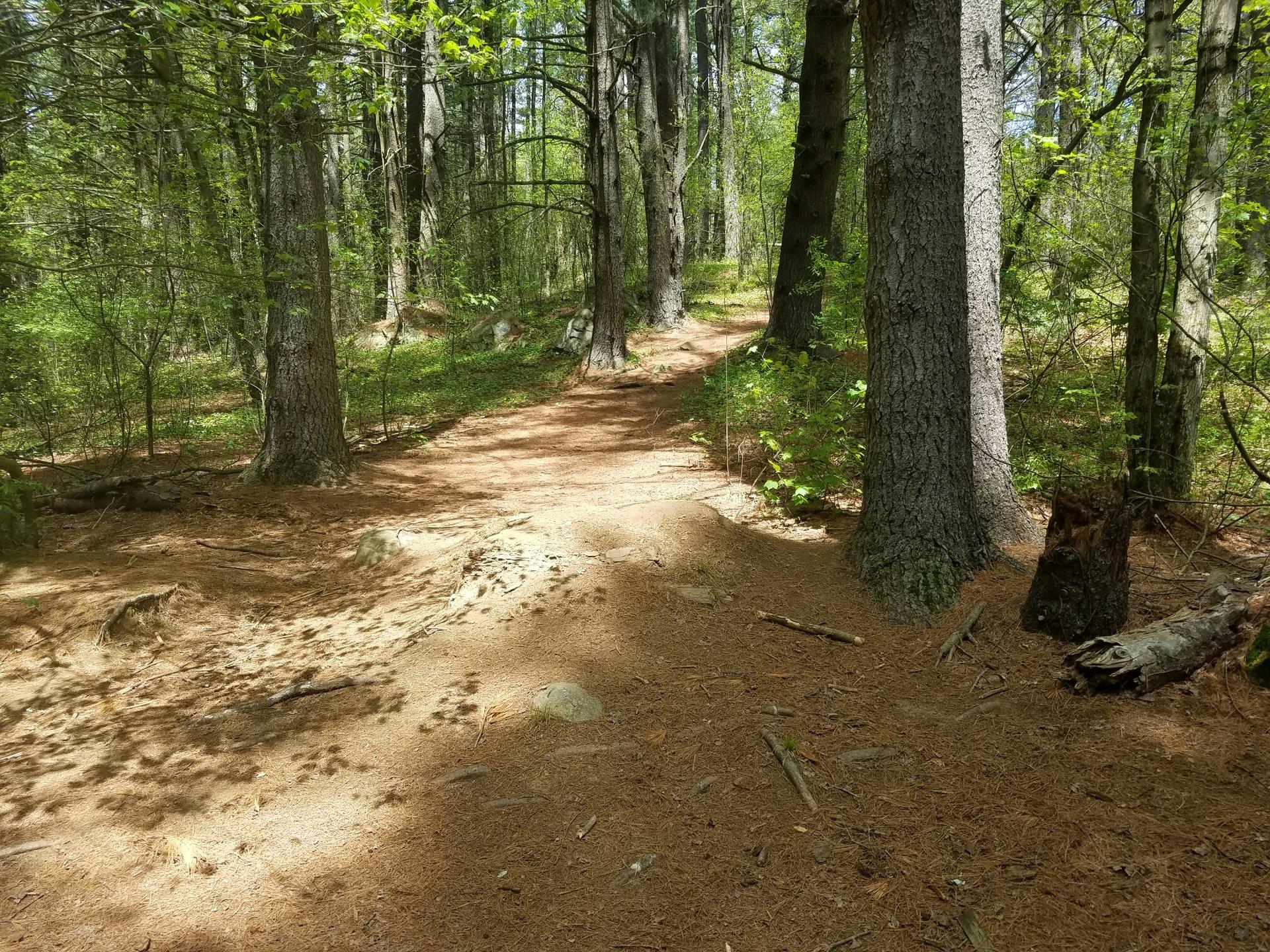 Sunlit forest path winding through tall trees with dappled light.