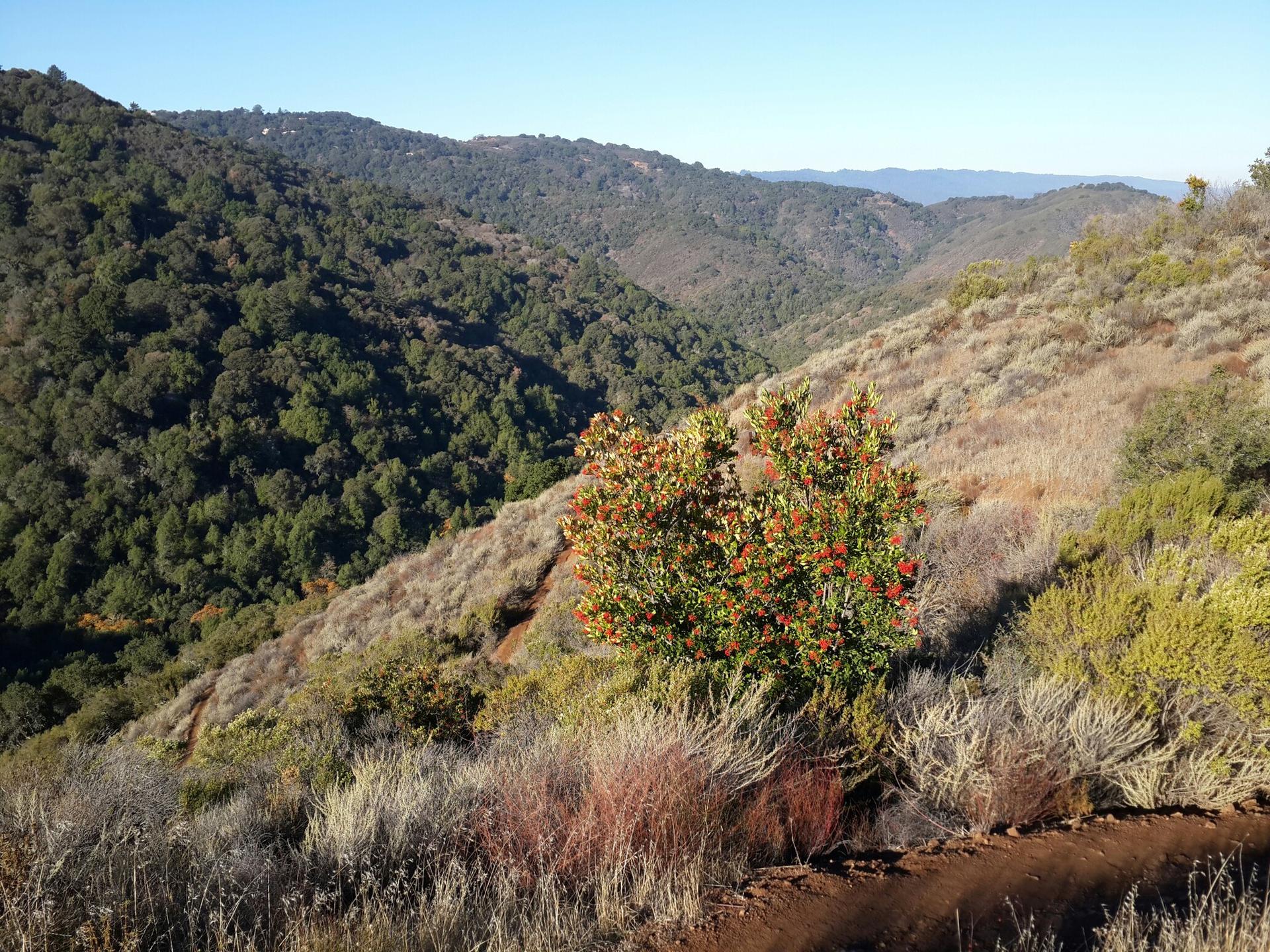 Sunny view of a valley with green hills and a prominent bush.