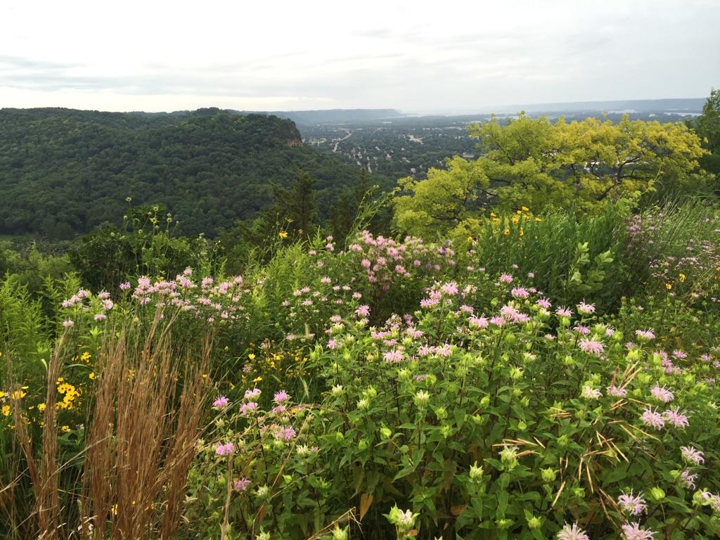 Pink and yellow wildflowers in foreground, with distant green hills and town.