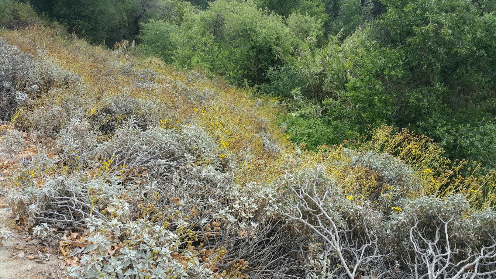 Overgrown hillside with varied green and yellow wild shrubs and bushes.