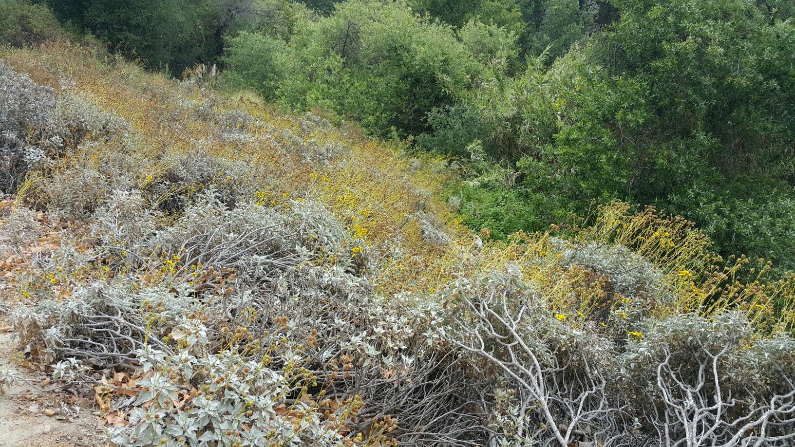 Overgrown hillside with varied green and yellow wild shrubs and bushes. - Serrano Creek Trail