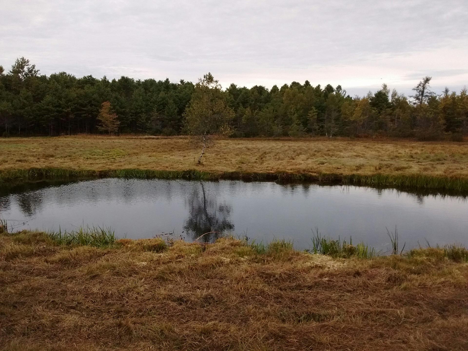 Small pond reflecting trees, surrounded by dry grass and a forest.