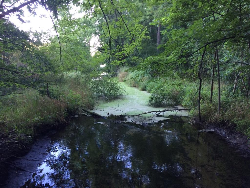 A dark, calm stream with green algae, surrounded by dense, lush forest.