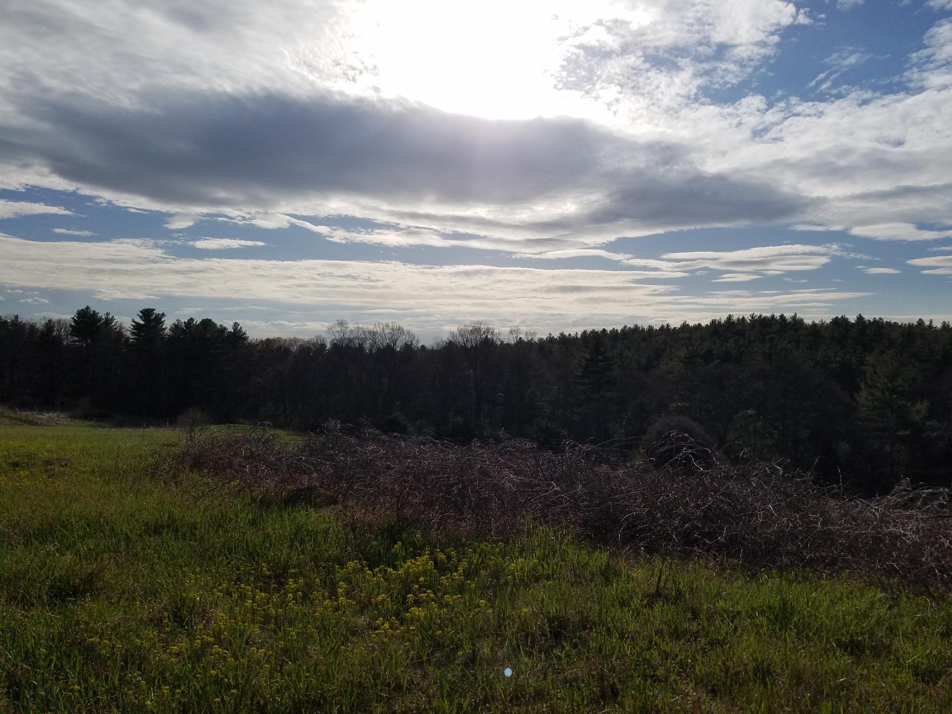 Wide green field leading to a dark forest under a cloudy sky.