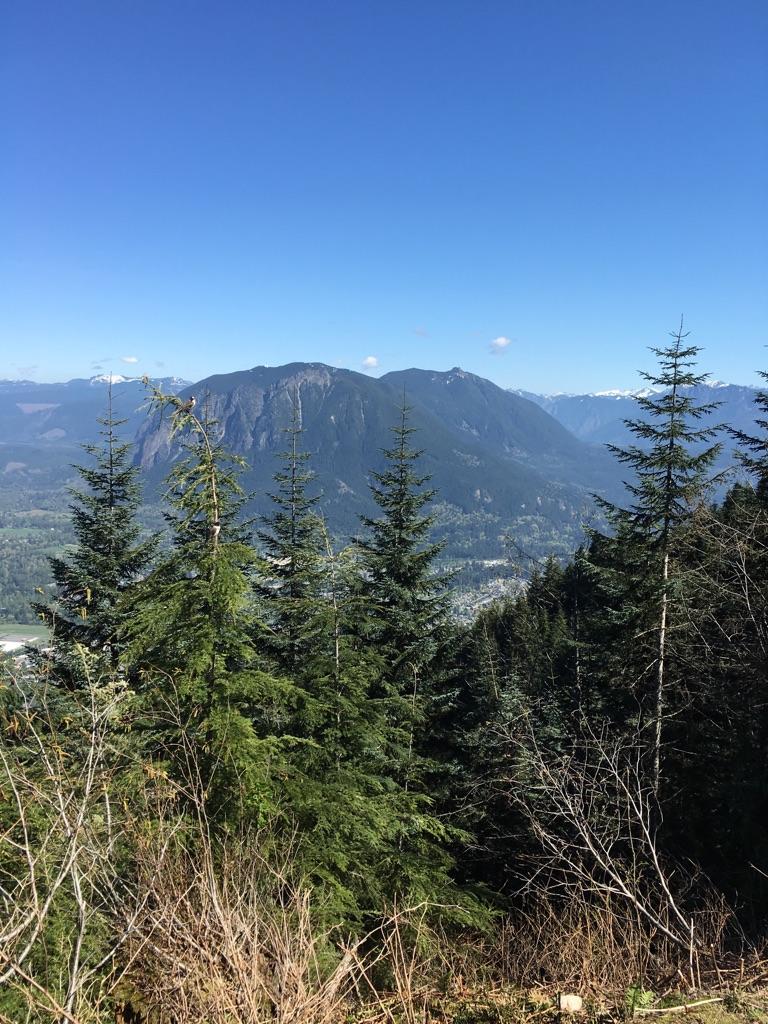 Evergreen trees frame a distant mountain and valley under a clear blue sky.