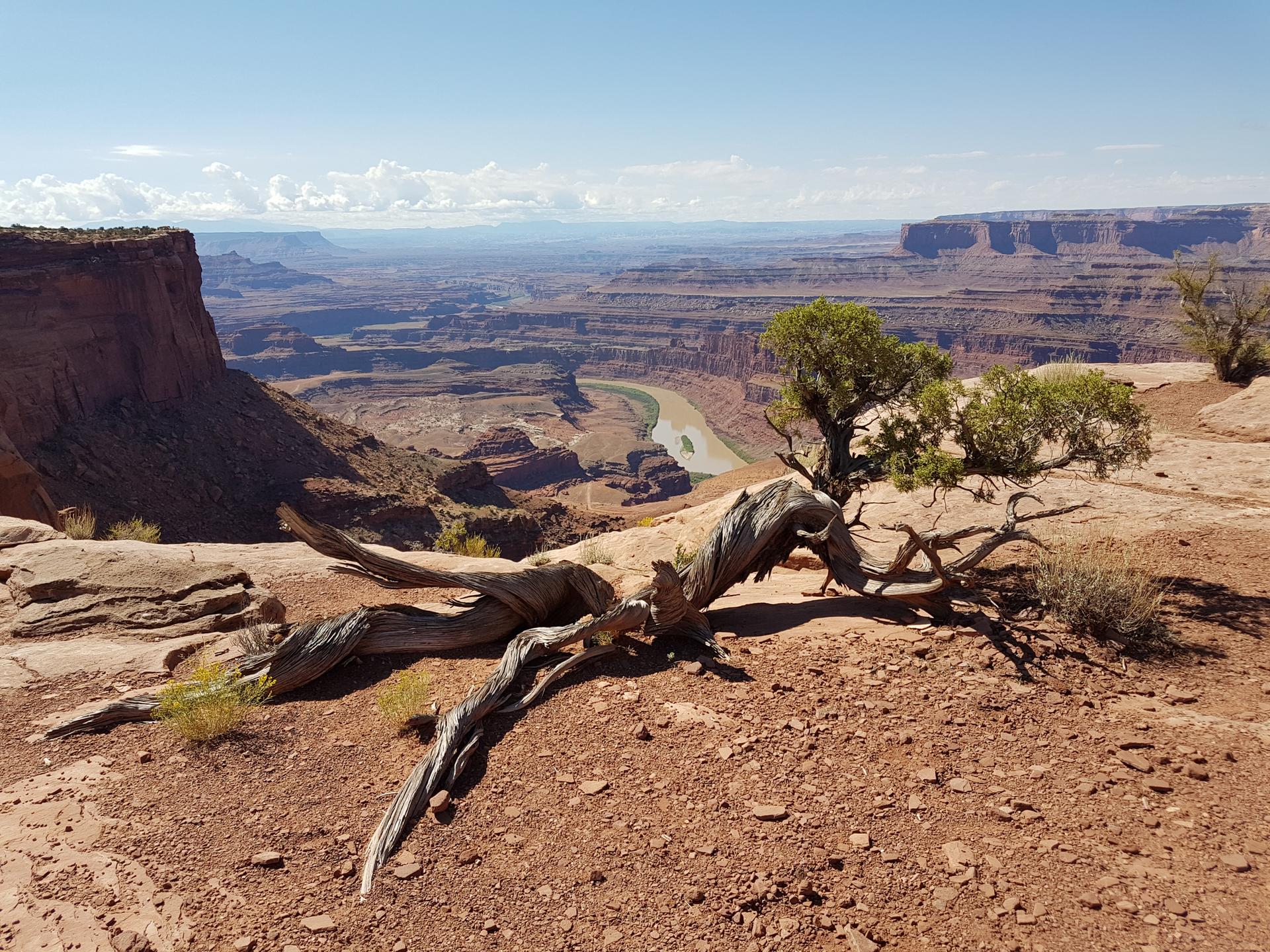 Twisted dead tree in foreground, overlooking a wide canyon and river.