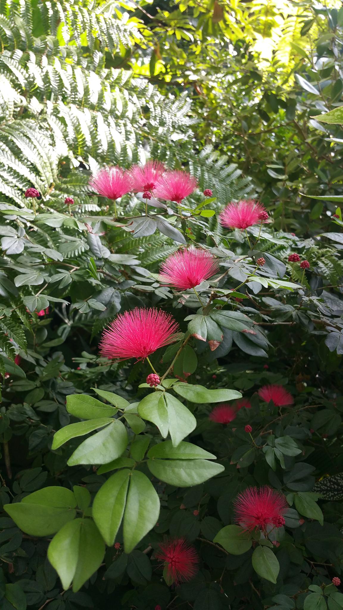 Vibrant pink fluffy flowers blooming amidst dense green foliage in bright light.
