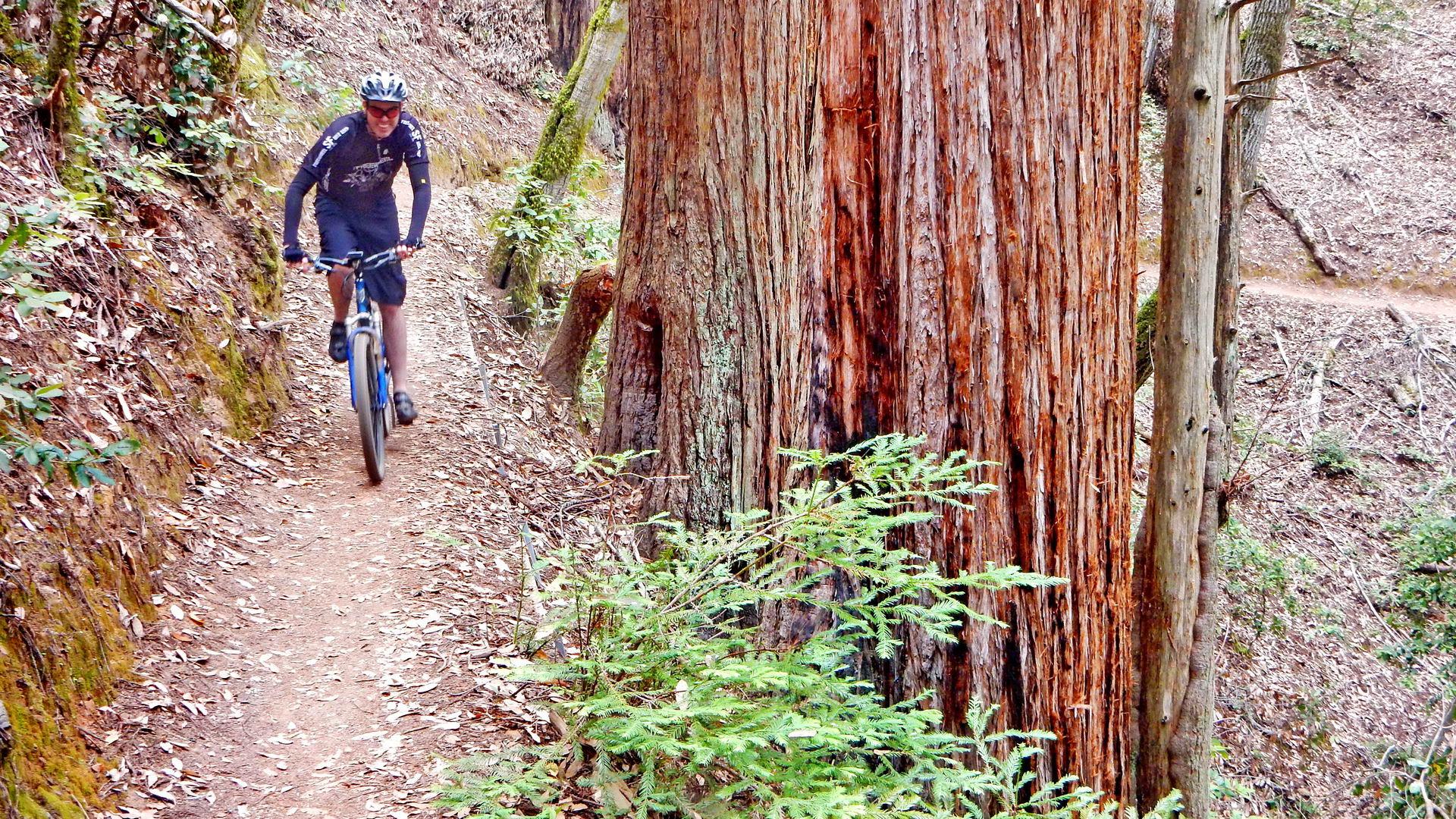 Man mountain biking on a forest path beside a huge tree in dappled sunlight.