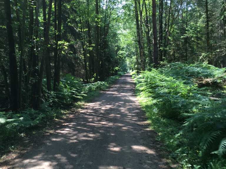 Radweg durch Darßer Urwald Born am Darß, Vorpommern