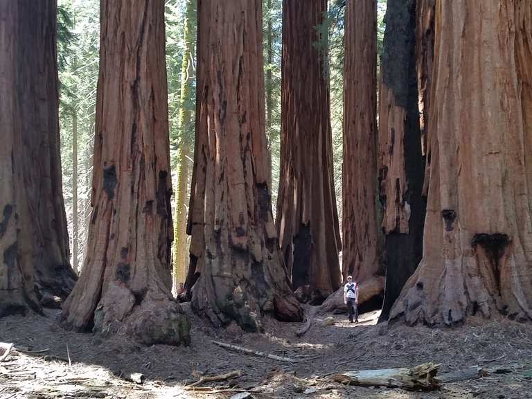 Trail of outlet the sequoias