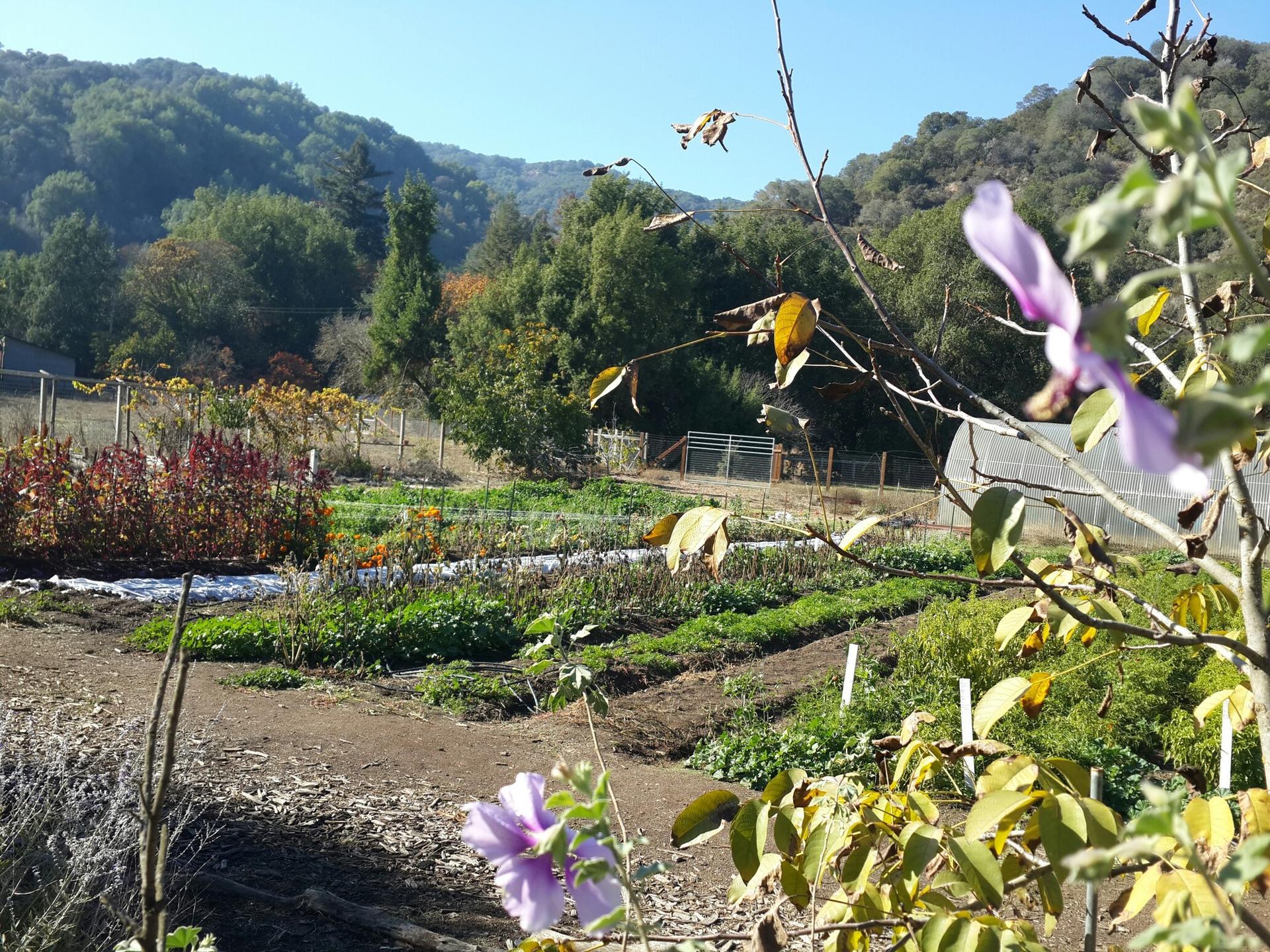 Garden rows with purple flowers in foreground, hills in bright daylight.