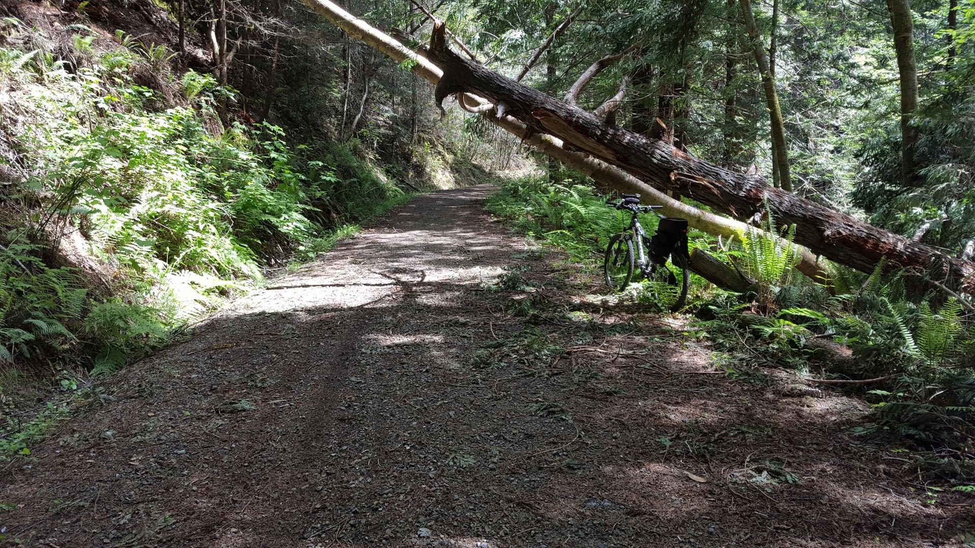 Dappled sunlight on a forest path blocked by a fallen tree and bicycle.